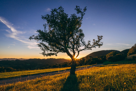 Beautiful apple tree standing alone on the field or meadow. Sunset or sunrise light, sun peaking through the branches of the tree. Earm evening light,