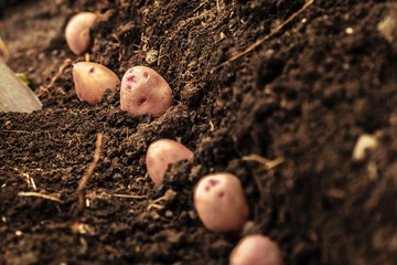 potato field vegetable with tubers in soil dirt surface background