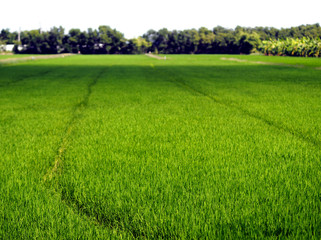 nature rice tree grassy lush verdancy verdant verdantly verdure verdurous verdurousness greenery greenish viridity Green fields grass green manicured lawns