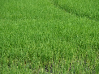 nature rice tree grassy lush verdancy verdant verdantly verdure verdurous verdurousness greenery...