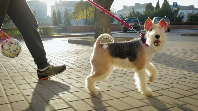 A young man walks down the street with his attractive dog Terrier on a red leash. The dog playfully runs and jumps