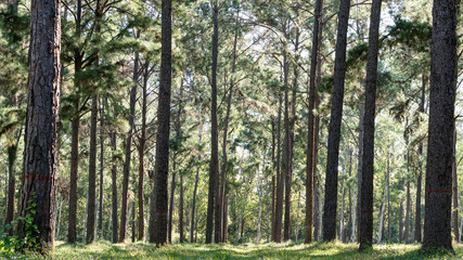Forest with many pine trees.