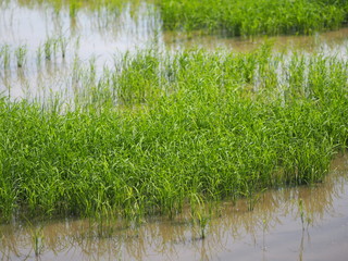 nature rice tree grassy lush verdancy verdant verdantly verdure verdurous verdurousness greenery greenish viridity Green fields grass green manicured lawns