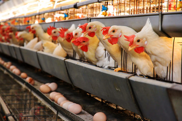 Egg-laying chickens in battery cages at poultry farm/養鶏場のケージに並ぶ産卵中の鶏たち © SoloPixel