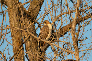 Red-Tailed Hawk in the Sun