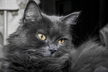 Gray fluffy cat lying on the couch.