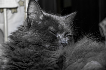 Gray fluffy cat lying on the couch.