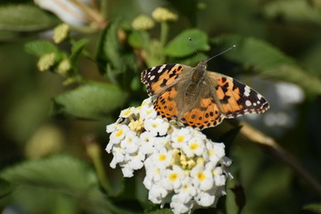 beautiful Cyprus morning 