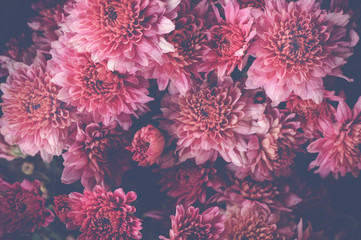 Pink flora chrysanthemum flower vintage background and wallpaper