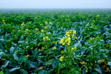 Raps auf Feld im Herbstnebel