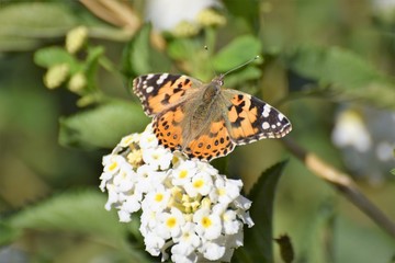 Obraz premium beautiful Cyprus morning 