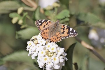 beautiful Cyprus morning 