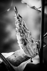 Black and white closeup of the Asclepias Syriaca fruit, also called milkweed or silkweed. This plant produces latex