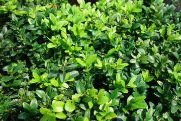 Obraz premium ガーデニング 植物 グリーン