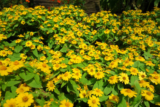 メランポディウム 黄色い花 ガーデニング