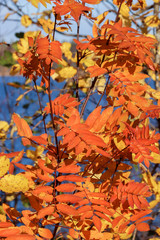 Sunny day. Bright orange leaves of mountain ash against the blue sky.