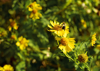 The bee is pollinating the yellow  flower