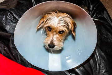 Puppy dog with a cone of shame