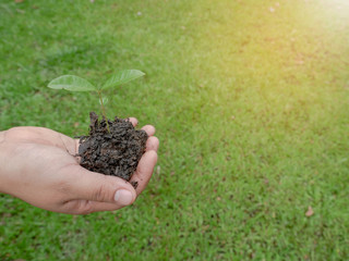 plant in hands - grass background.