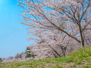Fototapeta premium Cherry blossom. SAKURA