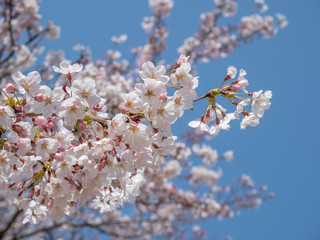 Obraz premium Cherry blossom. SAKURA