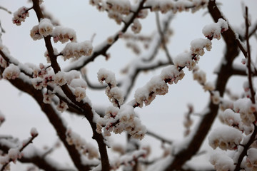 Apricot blossom flowers covered by snow in spring