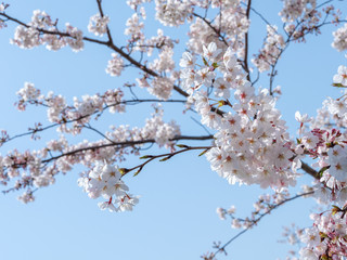 Obraz premium Cherry blossom. SAKURA