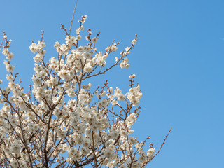 Ume is Japanese plum.