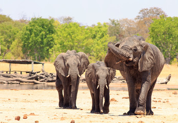 Fototapeta premium Three African Elephants standing on the dry dusty savannah, one has it's trunk curled, with a camp hide in the background,. Makololo plains, Hwange National Park, Zimbabwe