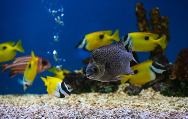 Close up beautiful fish in the aquarium on decoration of aquatic plants background. A colorful  fish in fish tank.
