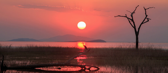 Landscape of the sun setting over Lake Kariba with an African Grey Heron perched directly beneath...
