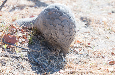 Fototapeta na wymiar Critically Endangerd Pangolin - Scientific name - Manis - rolling into a ball in Hwange National Park, Zimbabwe