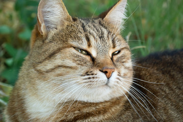 Photo of a beautiful cat close-up lying on the grass. The grass in the background is blurred
