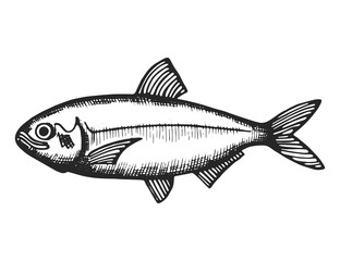 fish sea sketch. isolated animal animal underwater