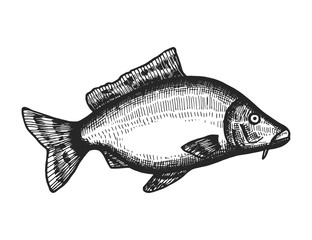 fish sea sketch. isolated animal animal underwater
