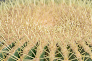 Close up of cactus thorns. Ball shaped golden barrel cactus background