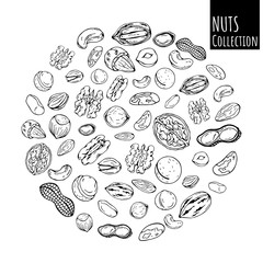 Group of vector illustrations on the nutrition theme; set of different kinds of nuts. Realistic isolated objects for your design.