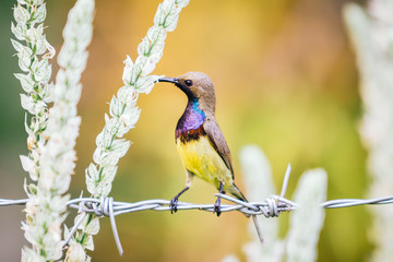 a yellow bird on barbed wire. a symbol of freedom and danger in the situation like prison.