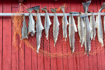 Stockfische auf den Lofoten