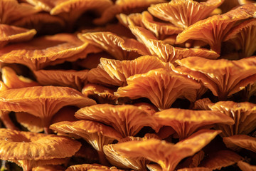Close up full frame of bright yellow fungus growing on a stub