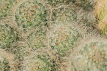 Marnmillaria zeilmanniana, close up of exotic cactus. Natural background