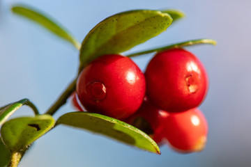 Closeup of red lingon berries or cow berries still growing on the plant