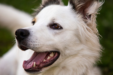 Obraz premium portrait of a dog