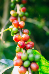 Close up coffee arabica plants with green and red beans on coffee branch