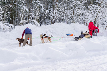 siberian husky sled dogs  are ready for riding in winter forest