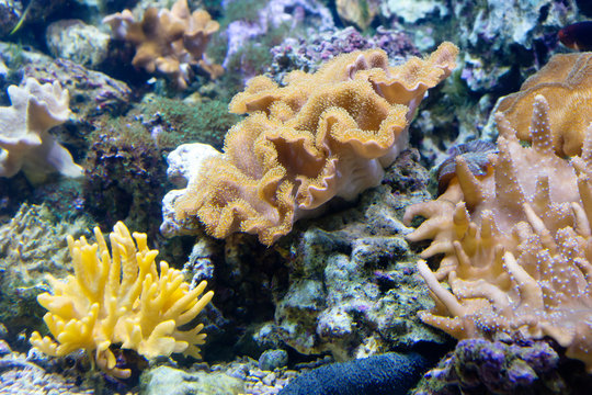 Coral. In the center of the picture is a leathery mushroom coral, one of the most popular soft corals. It is very similar to a mushroom. Widely distributed in the Indian and Pacific oceans. 