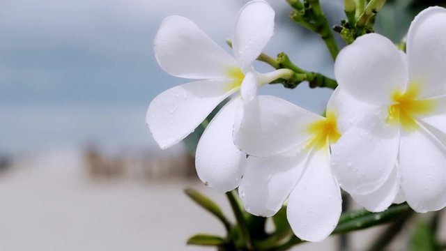 Plumeria, vfrangipani flower on the beach in Thailand