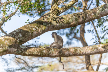vervet