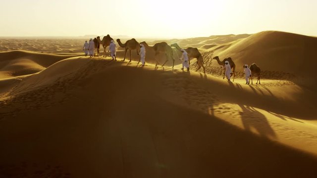 Aerial drone of camels being led by handlers across desert sand dunes 
