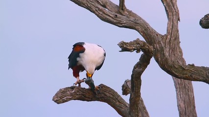 African fish eagle in Kruger National park, South Africa ; Specie Haliaeetus vocifer family of Accipitridae